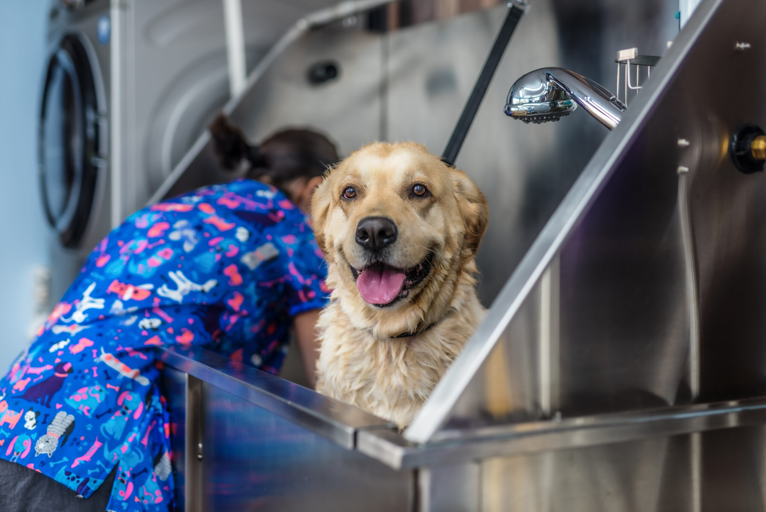 labrador en la bañera